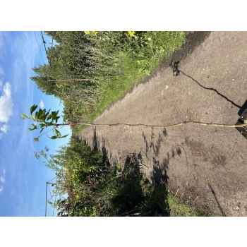 PLATAN szczepiony na pniu kulisty - sadzonki 160 / 180 cm